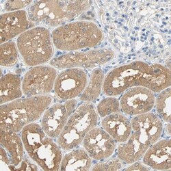 TWEAK R/TNFRSF12 Antibody, Novus Biologicals:Antibodies:Primary Antibodies